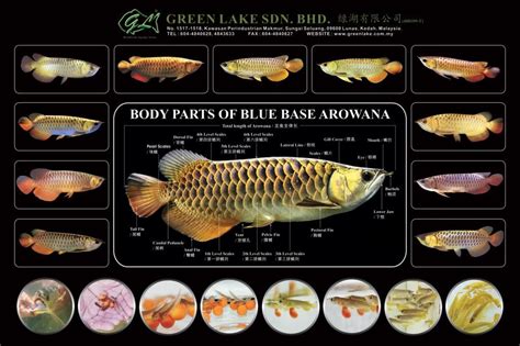 Arowana Types