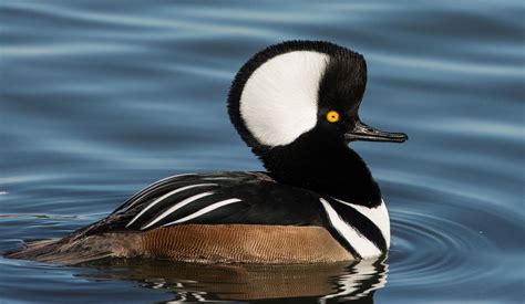 Hooded Merganser (Male)