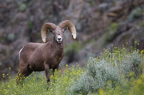 Rocky Mountain Bighorn Sheep - NDOW