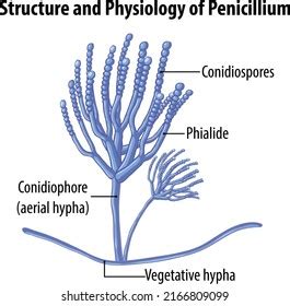 Hyphae With Conidiospores