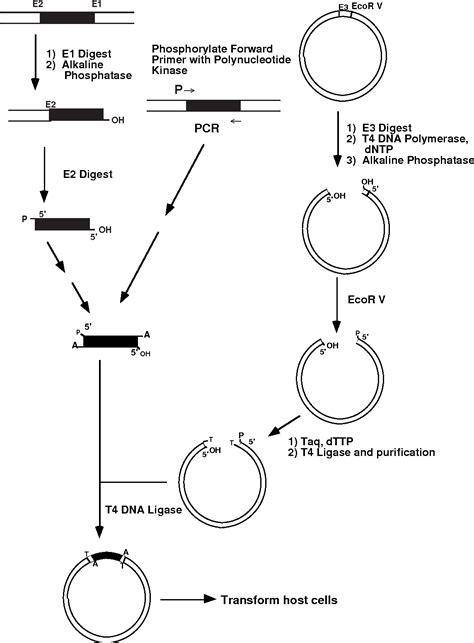 [PDF] Universal TA cloning. | Semantic Scholar