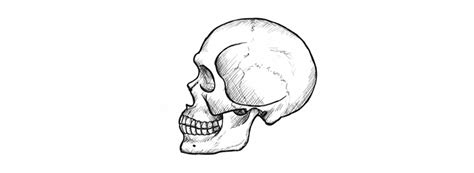 How to Draw a Skull in Profile, Step by Step