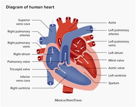 Heart block: Types, causes, symptoms, and risk factors