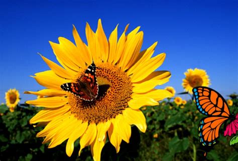 Sunflower Family, Giant Sunflower, Sunflower Fields, Kansas State Flower, State Of Kansas ...