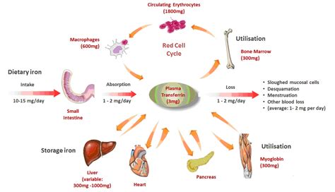 Iron physiology and metabolism | Australian Red Cross Blood Service