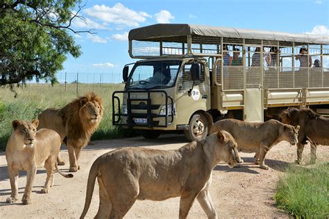 Lions and cheetahs safe as wildfire burns past Gauteng animal sanctuary