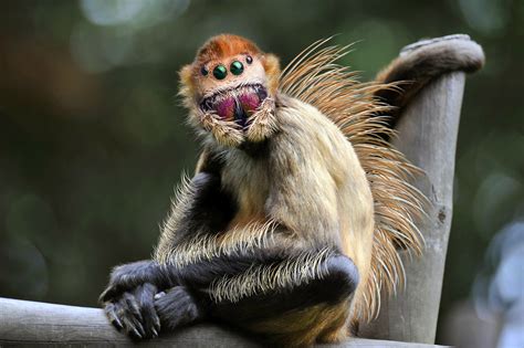 Jumping Spider Monkey : r/HybridAnimals