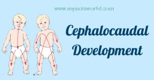 Cephalocaudal Development: Complete Guide With Example