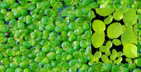 Duckweed (LEMNA MINOR)