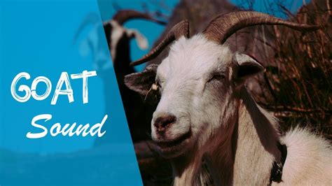 GOAT SOUND (sound effects no copyright ) - YouTube