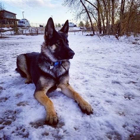 Tall German Shepherd