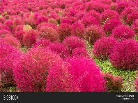 Kochia Flowers Field Image & Photo (Free Trial) | Bigstock