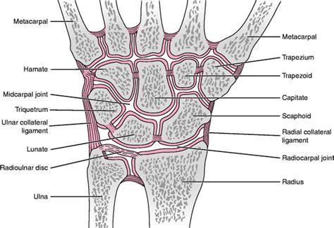 First Carpometacarpal Joint Anatomy - Anatomy Reading Source