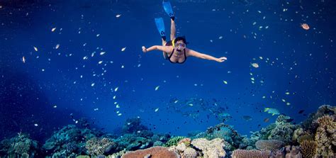 great-barrier-reef-snorkeling - Great Barrier Reef Liveaboards