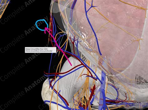 Deep Circumflex Iliac Vein | Complete Anatomy