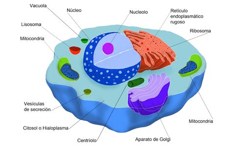 UNIDAD DE VIDA (CÉLULA): ORGÁNULOS CELULARES (FUNCIONES)