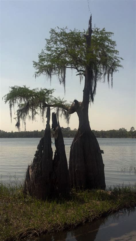 Cypress trees.....Florida | Cypress trees, Old florida, Bald cypress