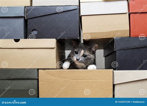 Cat Crawled into a Pile of Stacked Shoe Boxes and Playfully Looks Stock ...