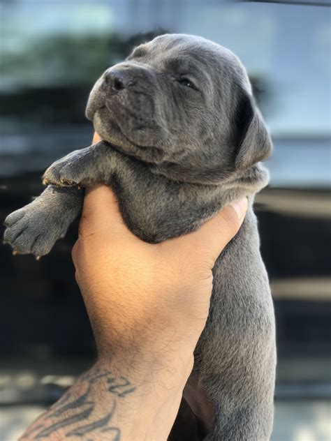 Cane Corso Puppies For Sale | Goodyear, AZ #240844