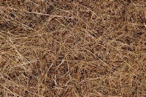 Dead grass texture — Stock Photo © vlue #4625201