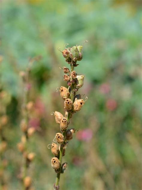 Snapdragon Seed Pod Info - When And How To Harvest Snapdragon Seeds