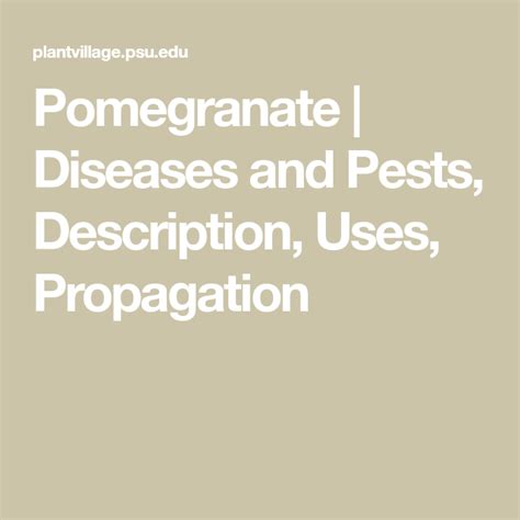 Pomegranate | Diseases and Pests, Description, Uses, Propagation ...