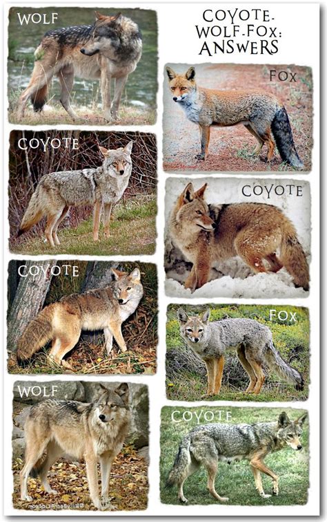 Difference Between Fox And Coyote And Wolf | UCB