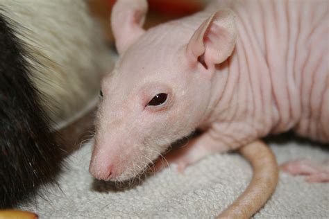 New ratties at home - Solamnia (aka Bald Depressive Rat) | Flickr