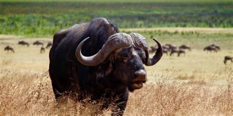 Cape Buffalo: A Complete Guide To The African Buffalo ️