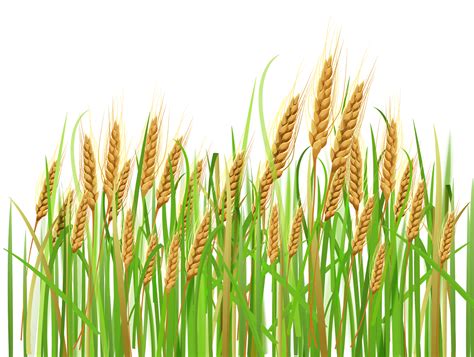 Rice clipart wheat stock, Rice wheat stock Transparent FREE for download on WebStockReview 2023