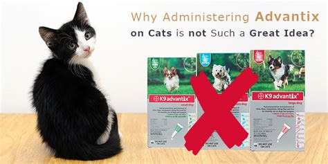 Why Administering Advantix on Cats is not Such a Great Idea? | Vet For Everyone