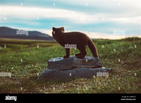 Arctic fox cub Stock Photo - Alamy