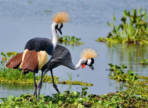 Is Uganda Safe To Visit ? Tips For Citizens of America, Canada, UK, German