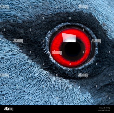 Eye pigeon hi-res stock photography and images - Alamy