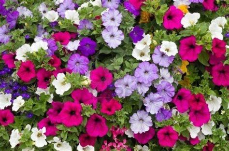 Petunia Dwarf Mixed flower seeds - Sierra Flora