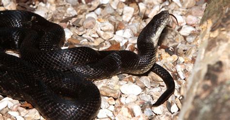 The World Around You: Black rat snake is in need of good PR campaign | Sports | tulsaworld.com