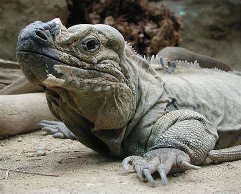 Rhinoceros Iguana – What is Rhinoceros Iguana?