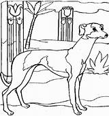 Coloring Pages Greyhound Dogs Dog Whippet Kids Printable Color Sheets  sketch template