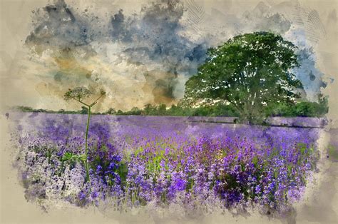 Watercolor painting of Lovely image of lavender field at sunset ...