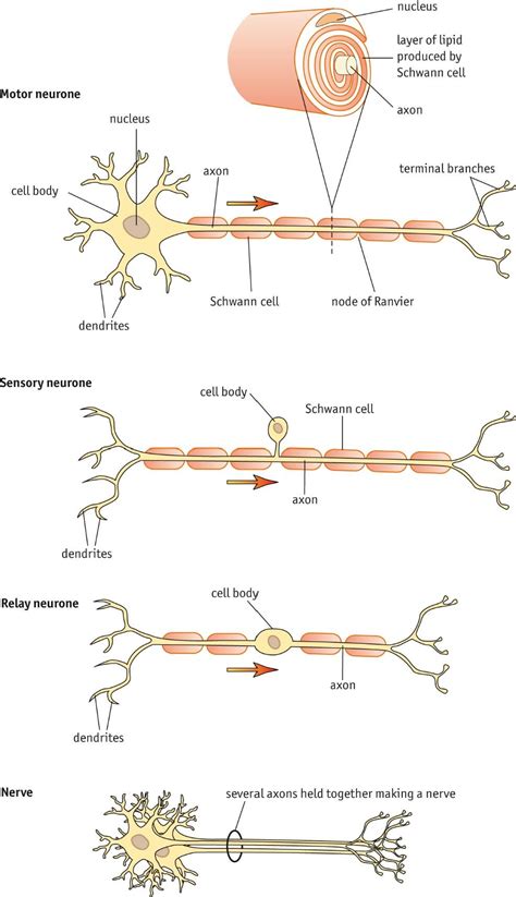 Nerve Cell Structure and Schwann Cells | Nerve cell, Nerve cell structure, Brain anatomy and ...