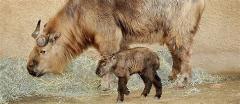 National Animal of Bhutan - Norbu Bhutan