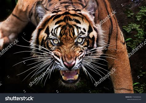 42,865 Angry Tiger Images, Stock Photos & Vectors | Shutterstock