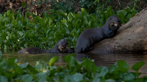 Animal You: Giant Otter