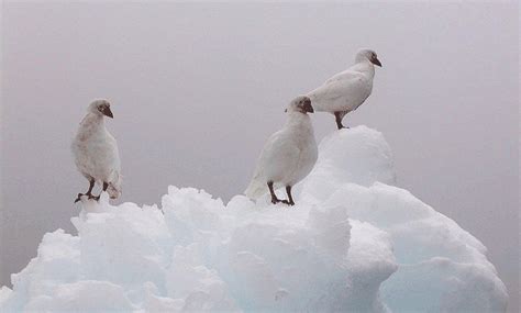 Beautiful Birds of Antarctica - Featured Article