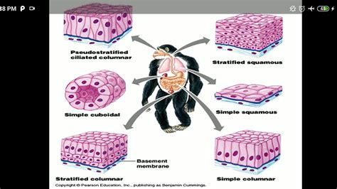 TISSUE | LECTURE- 3 | ANIMAL TISSUE PART 1 - YouTube