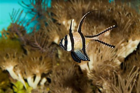 Bagai Cardinalfish in Aquarium Stock Image - Image of tropical, saltwater: 13287967