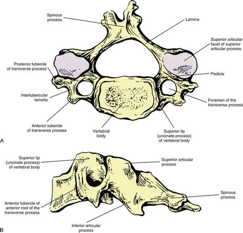 The Cervical Region | Basicmedical Key