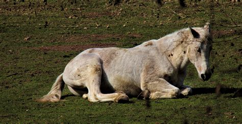 Goat Facts: Sleep