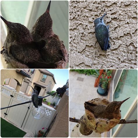 21 best r/hummingbirdnestcam images on Pholder | I don't have a cam to set up, but I can update ...