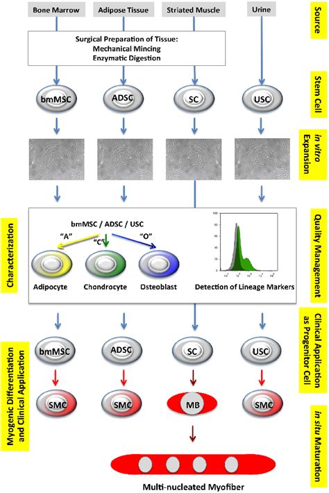 Selected progenitor cells, sources, and myogenic differentiation.... | Download Scientific Diagram